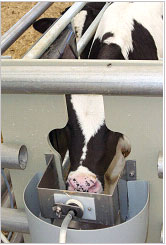 calf rearing systems