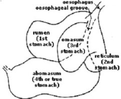 goat stomach
