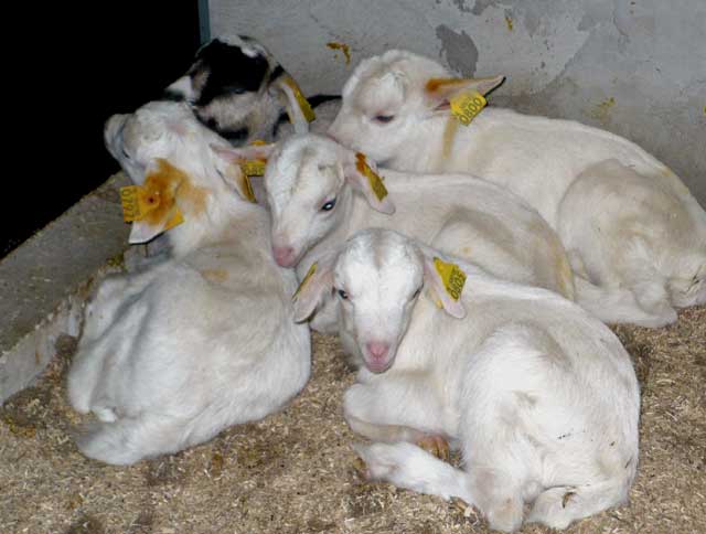 kid-goats