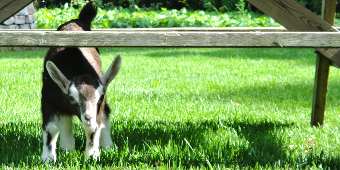 Kid goat peaking out from under picnic table in green grass
