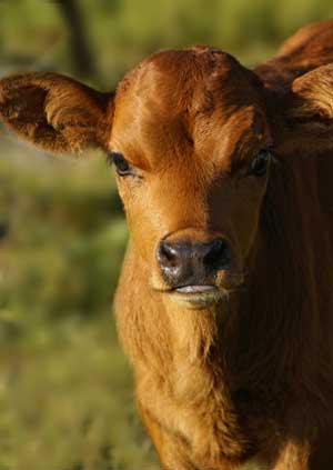 jersey calf pictures