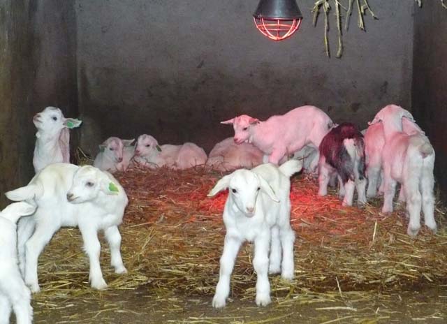 kid goats under heat lamp