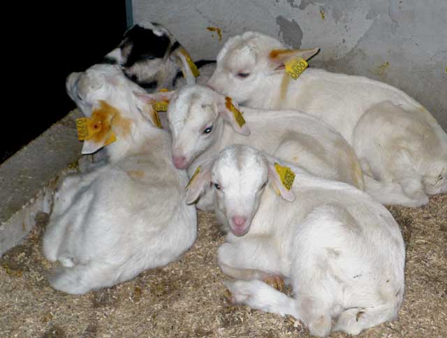 kid-goat_2
