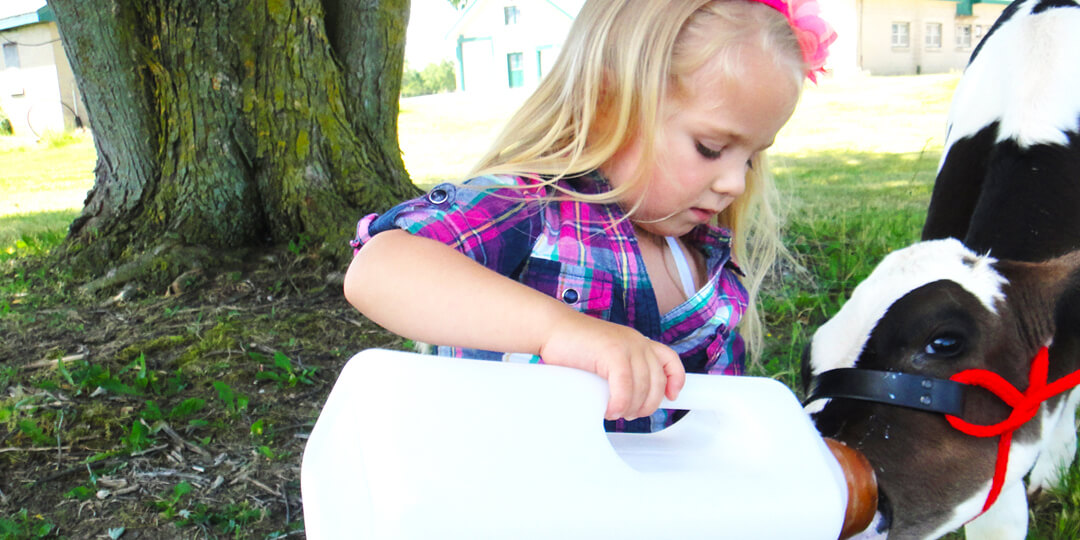 Little girl feeding calf with bottle outside