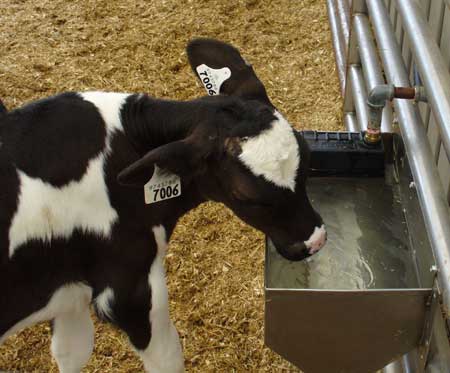 calf drinking water