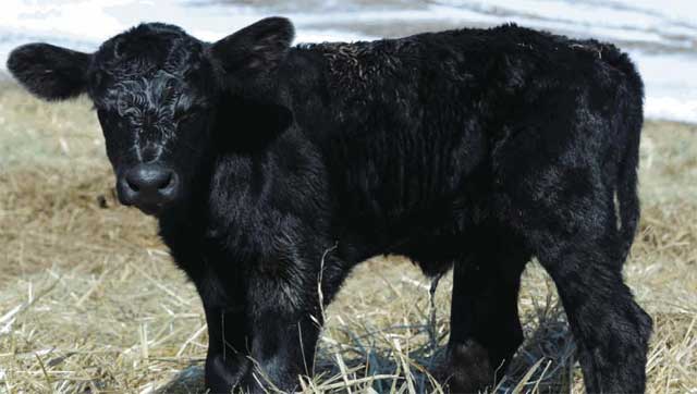 black_calf