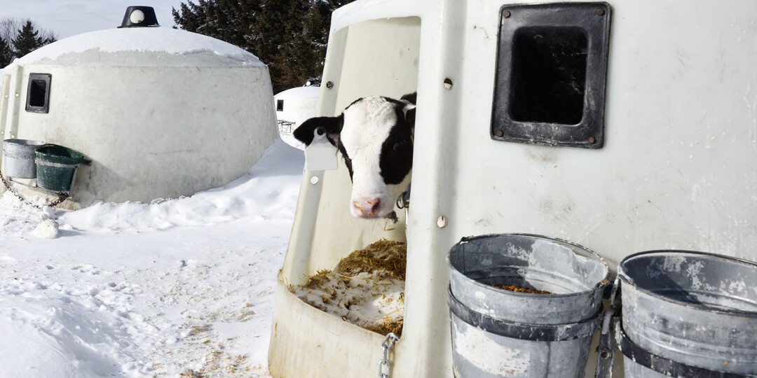 Calf in hutch in winter time