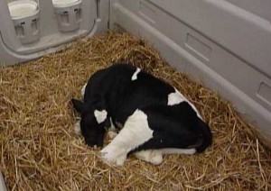 calf_sleeping