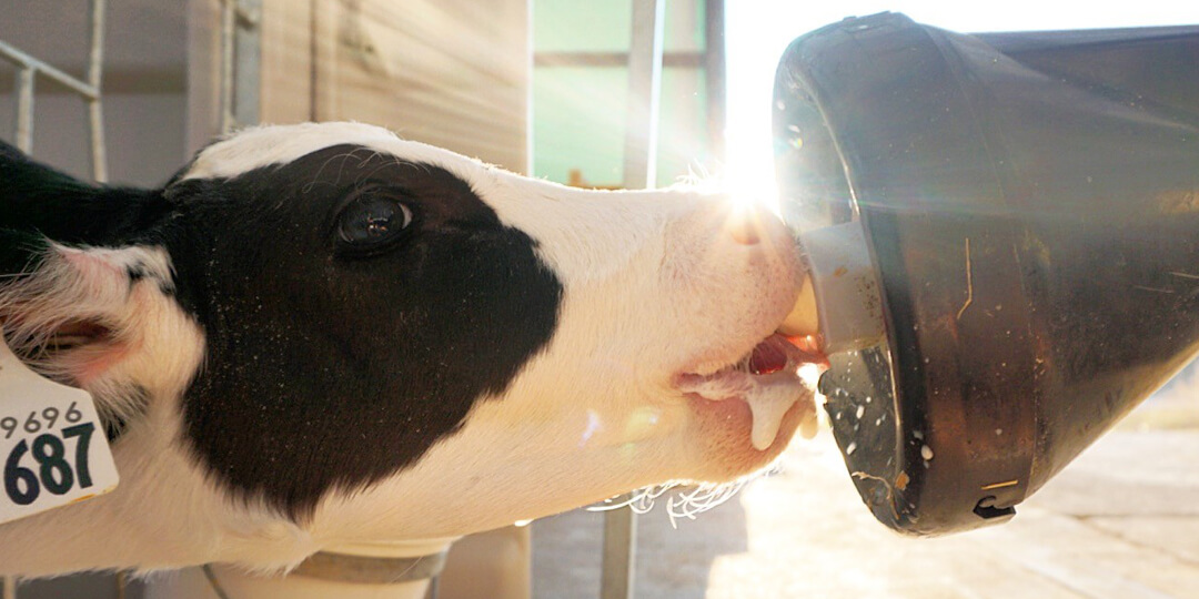 Calf drinking from calf rail