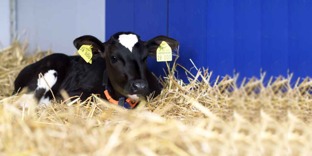 Calf laying in well bedded straw pen