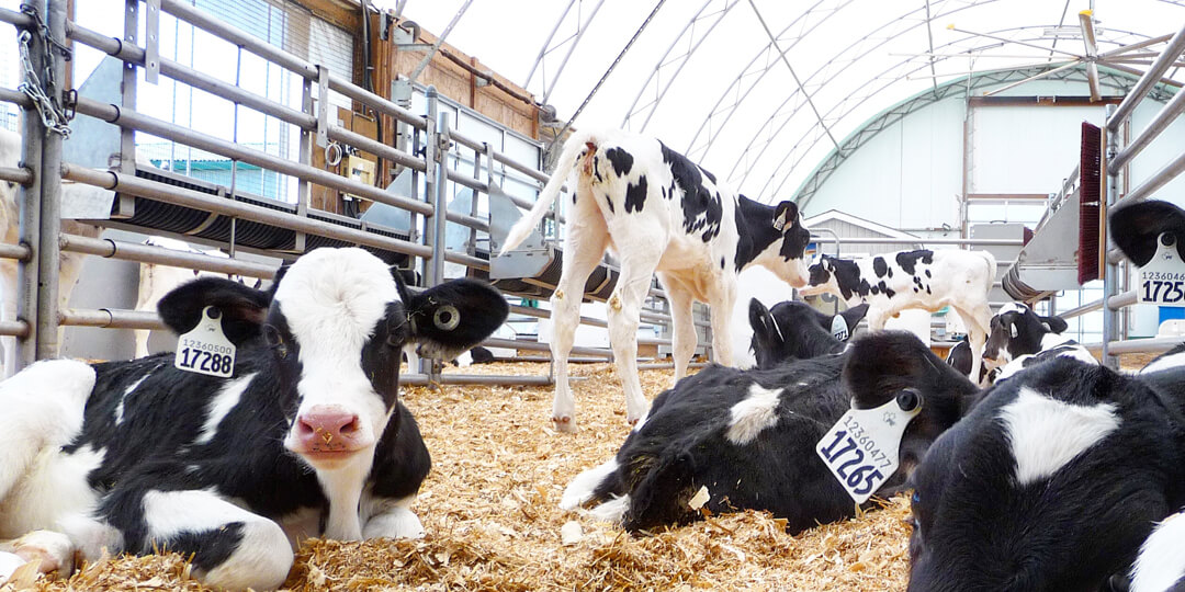 Dairy Holstein calves in group housing
