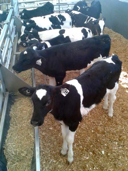 Grain_calves