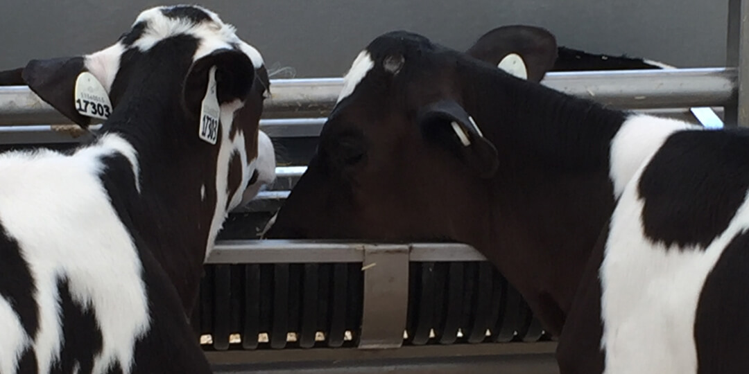 Two Holstein dairy calves eating calf starter from trough