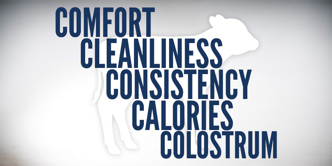 5c's of calf care - comfort, cleanliness, consistency, calories and colostrum