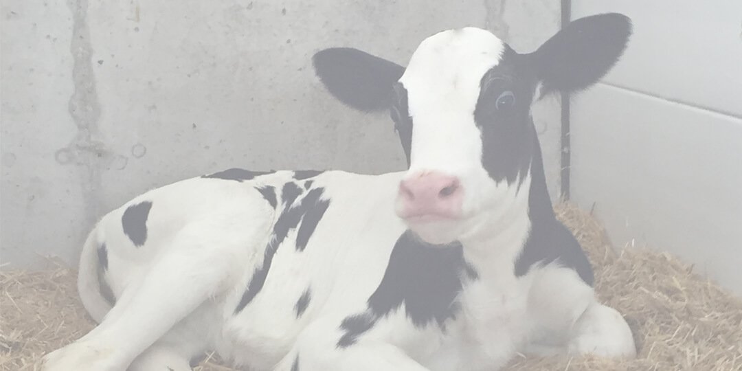Dairy calf laying in pen