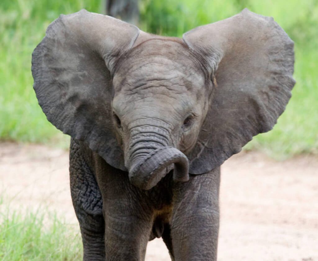 African elephant African elephant