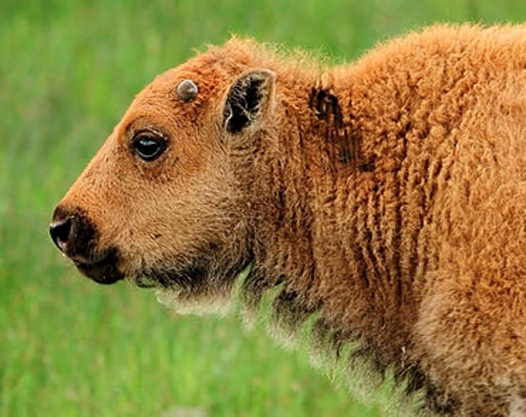 american bison