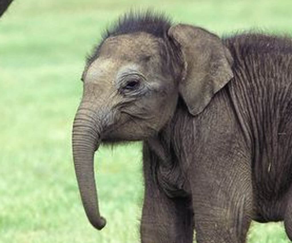 Asian elephant Asian elephant