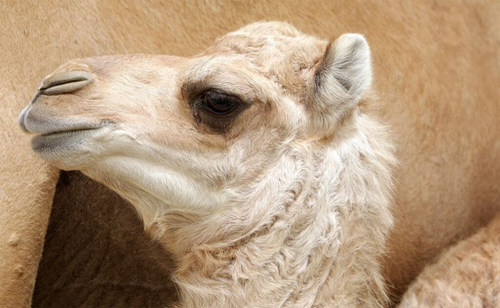 camel camel