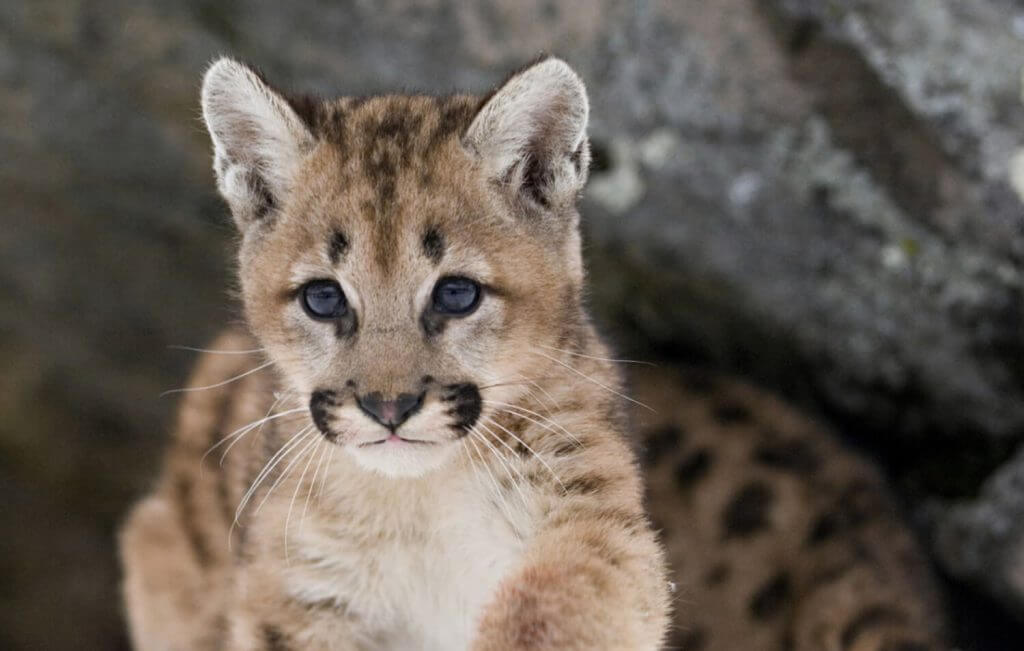 Wild cat kitten