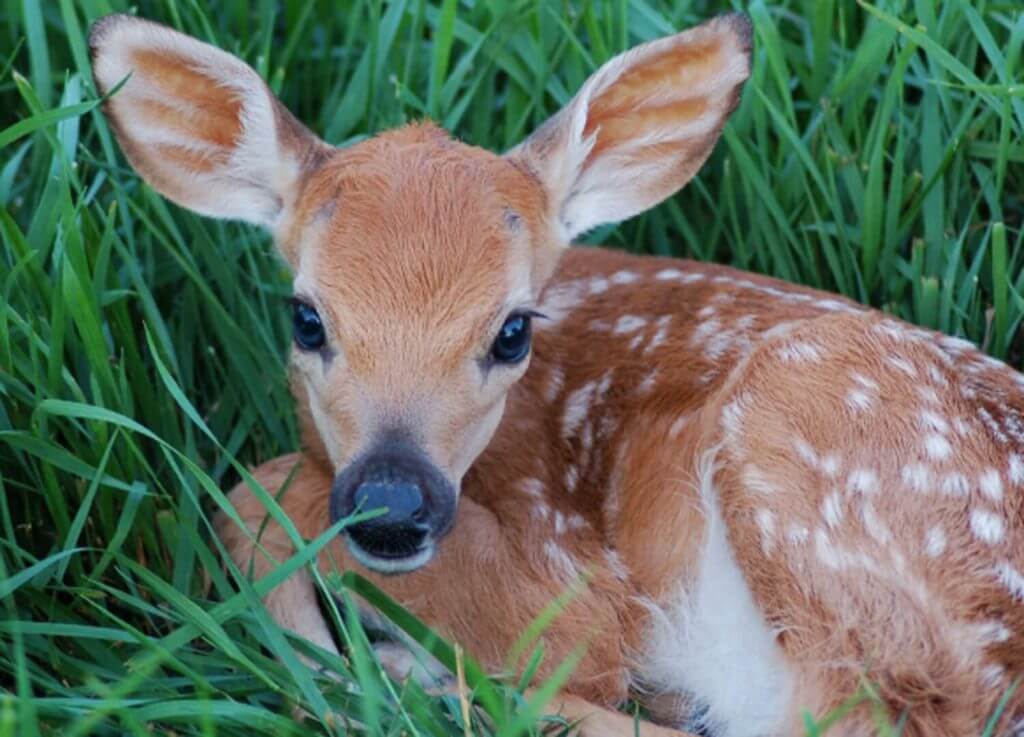 fawn