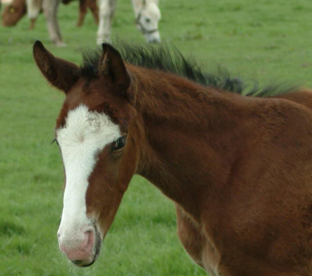 foal