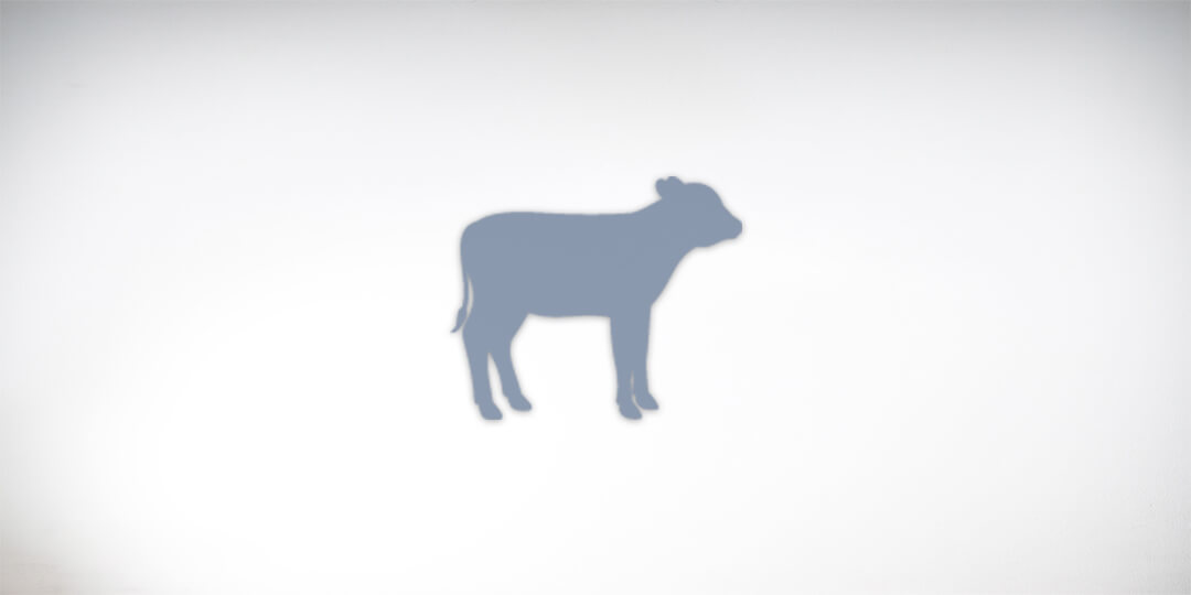 Calf silhouette