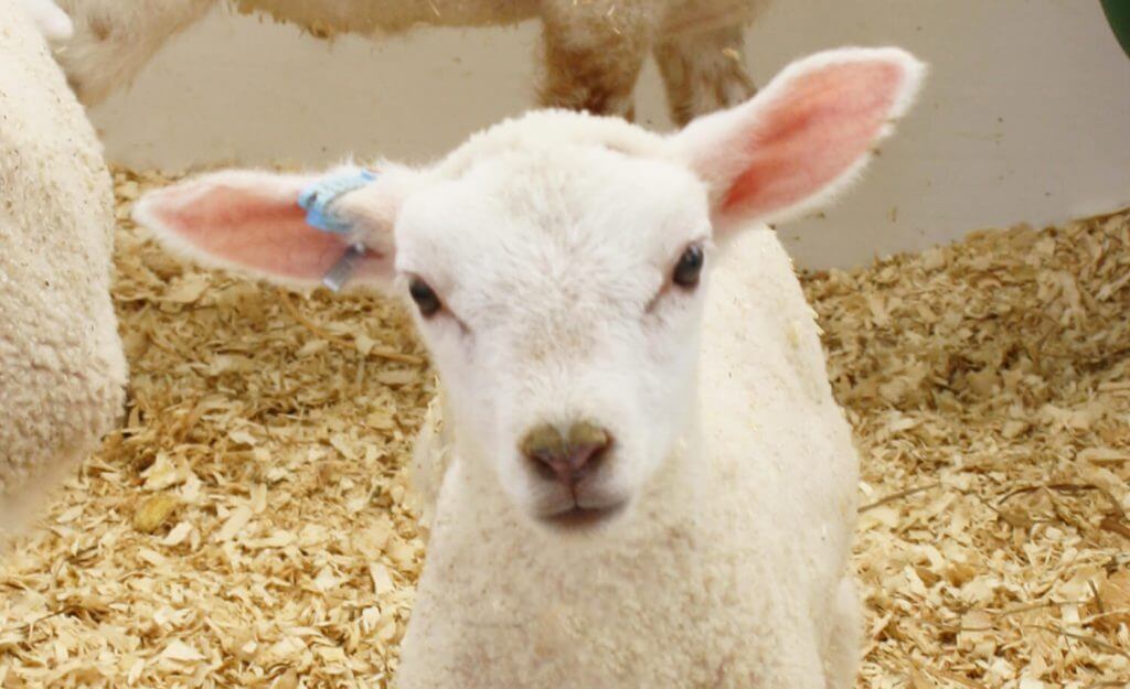 Lamb Lamb