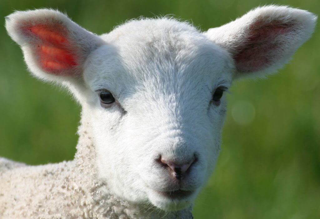 Lamb Lamb