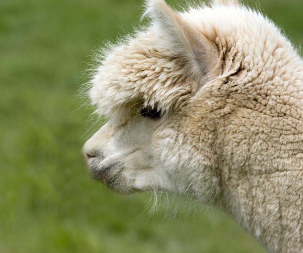 llama