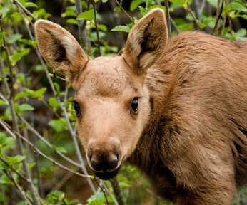 Canadian moose