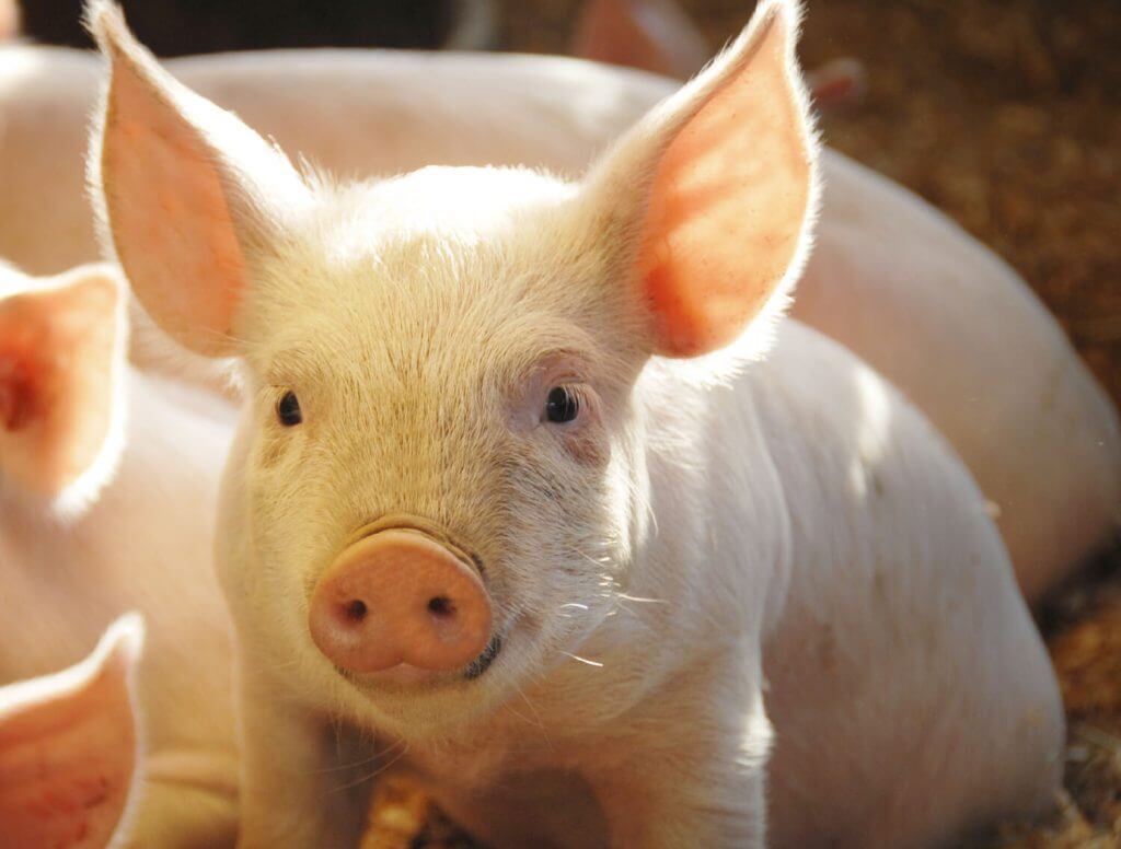 Piglet Piglet