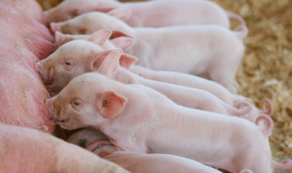 Piglets nursing from sow