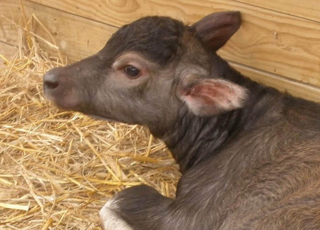 water buffalo