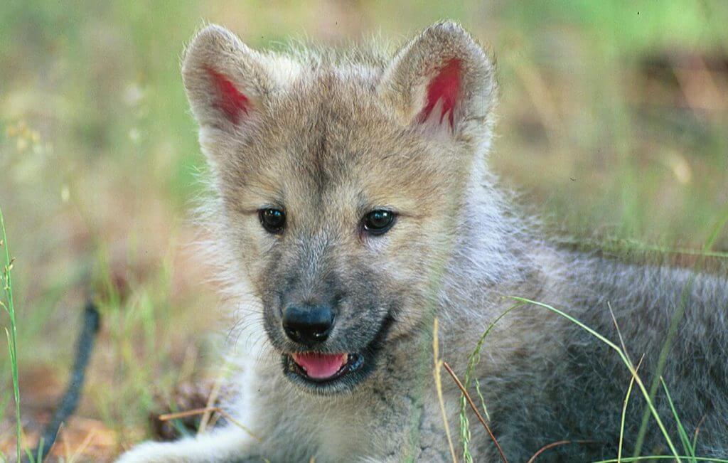 Baby wolf cub