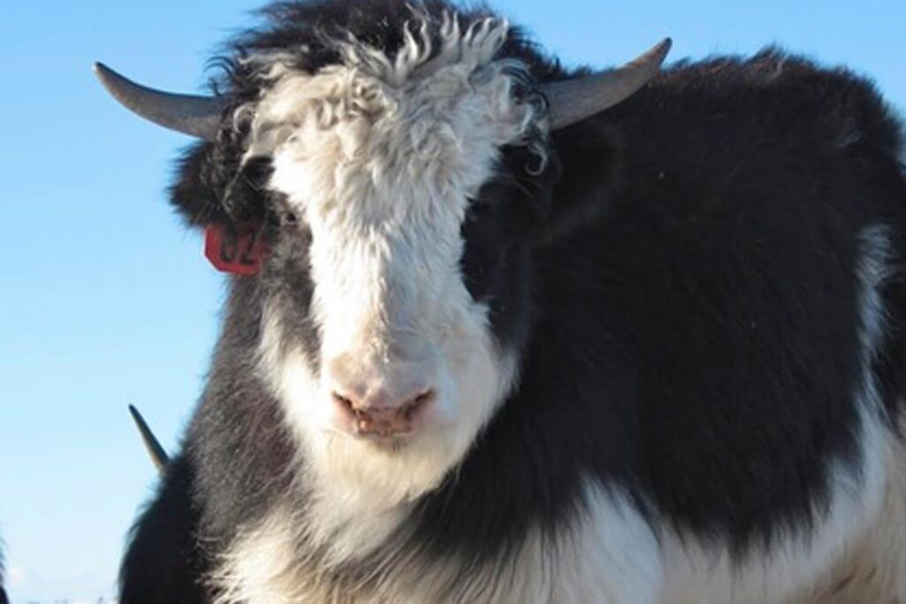 Yak Yak