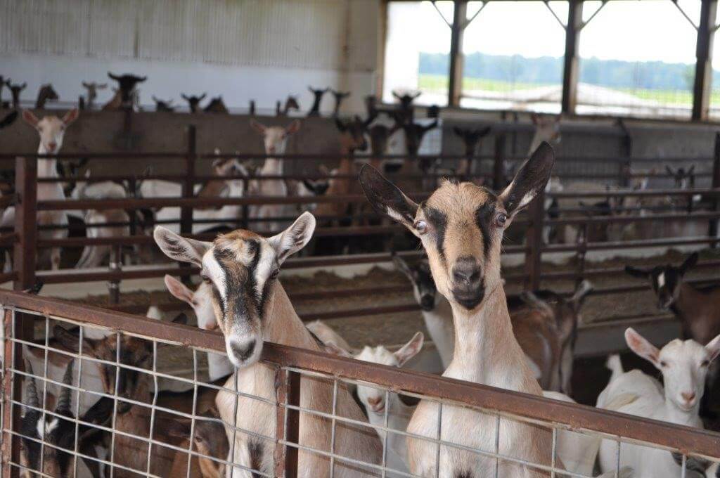 Anja & Henry van der Vlies - goats on the farm
