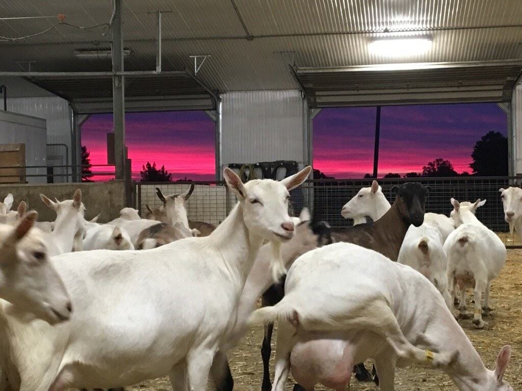 Anja & Henry van der Vlies - goats in the barn with pretty purple sunset in background