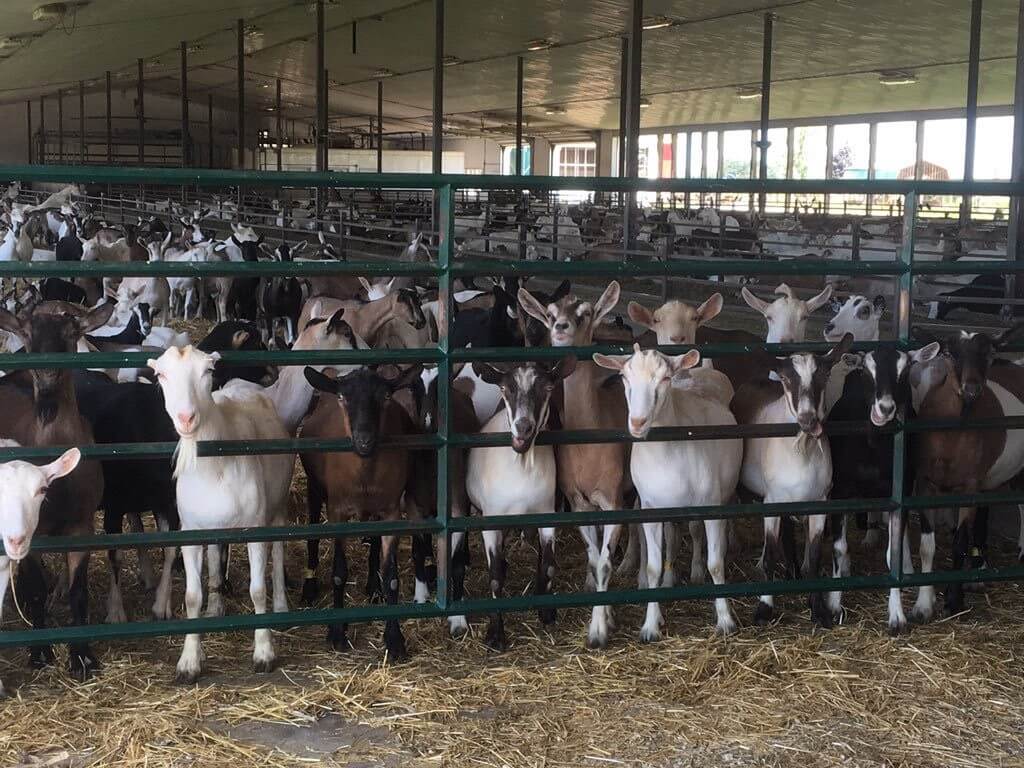 Anja & Henry van der Vlies - goats standing behind gate on the farm