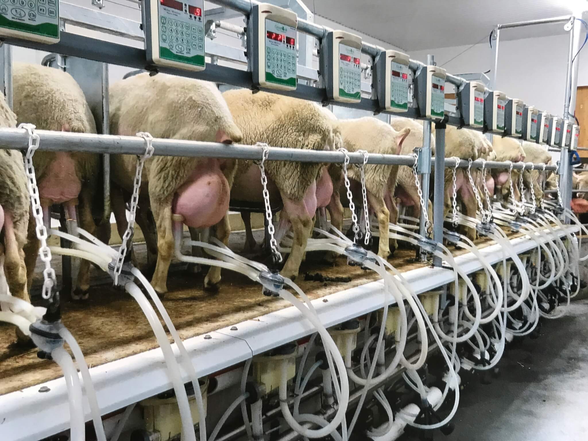 Milking sheep in parlor