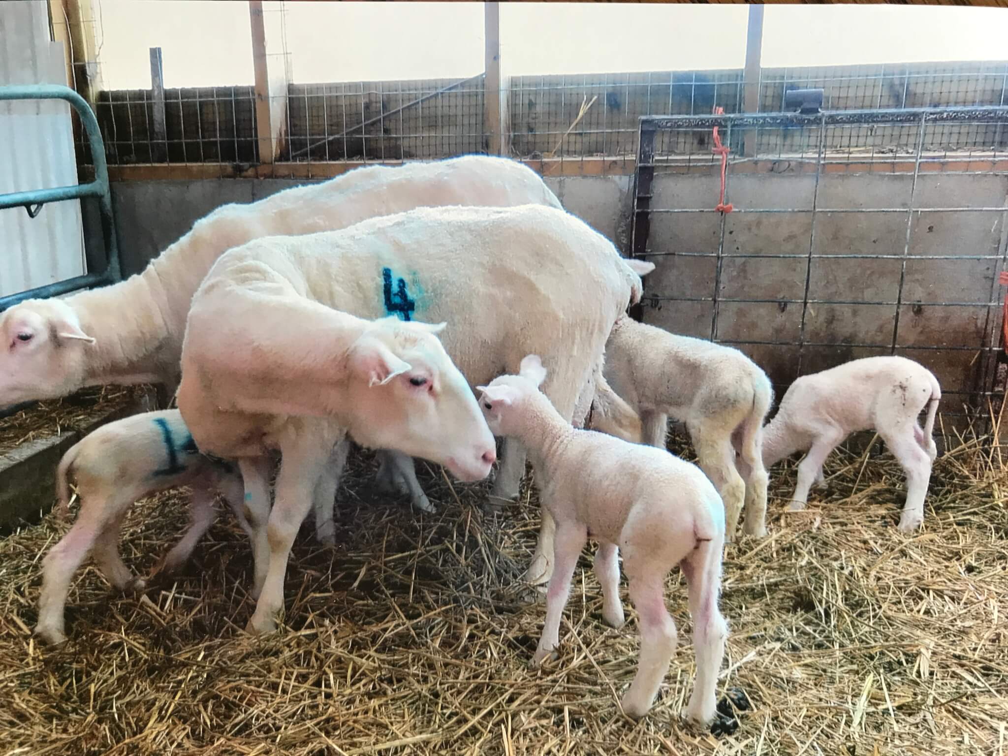 Mother sheep and baby lamb on the farm