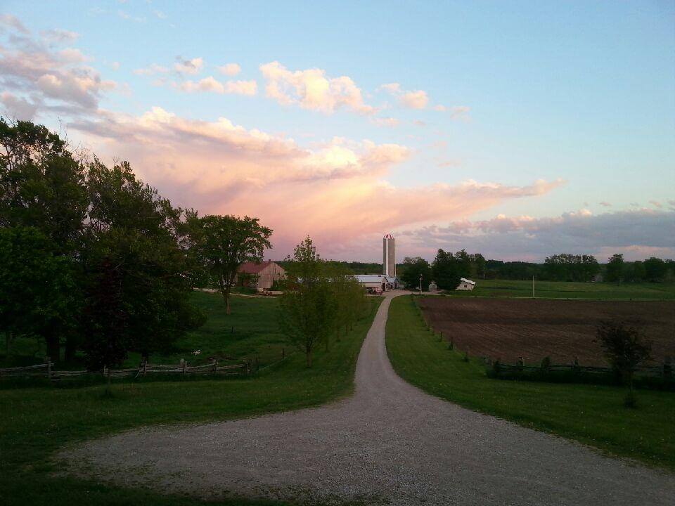 Sheep dairy farm in Ontario