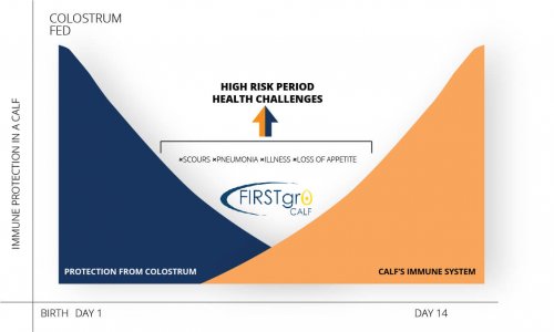 Graph of calves from birth to day 14 showing immunity protection from feeding colostrum