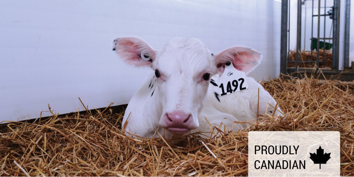 Achieve Calf lying in pen of straw with proudly Canadian maple leaf