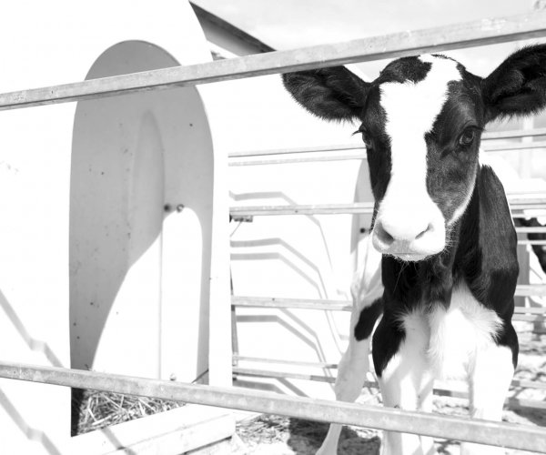 Achieve milk replacer - black and white picture of holstein calf in hutch Achieve milk replacer - black and white picture of holstein calf in hutch