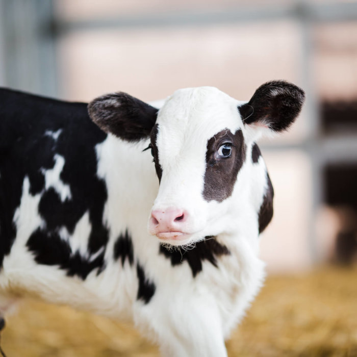 Grober Nutrition calf milk replacer