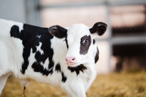 Grober Nutrition calf milk replacer Grober Nutrition calf milk replacer