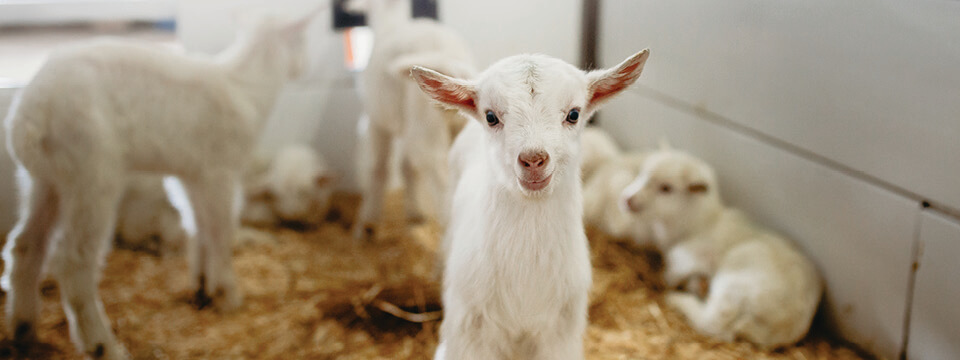 Grober Nutrition kid goat nutrition - Your young animal specialists