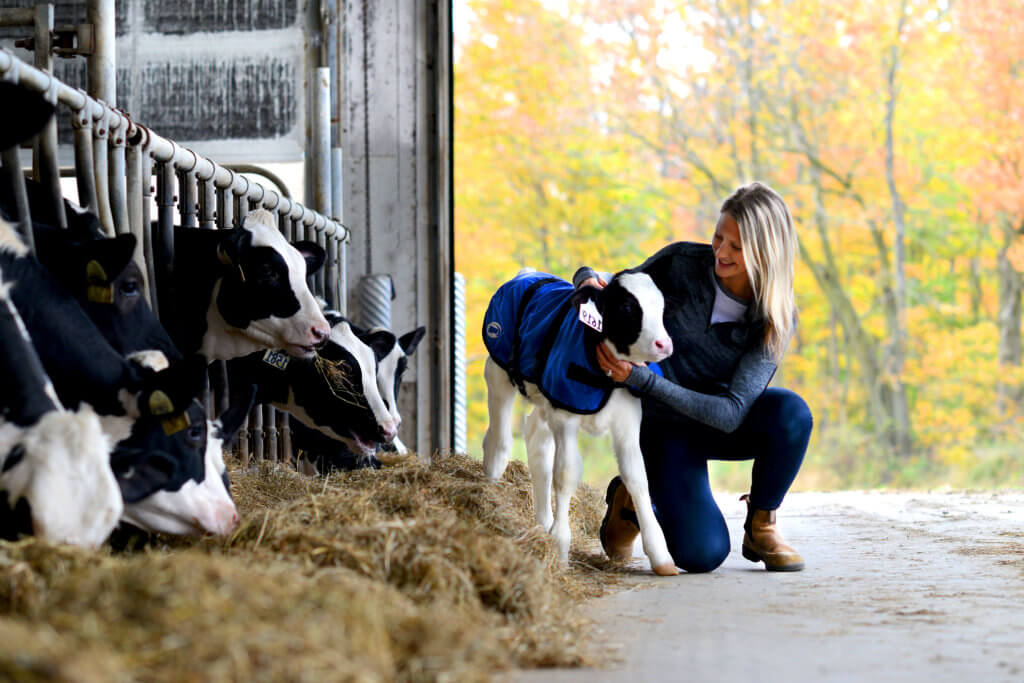 Grober nutrition calf coat. Woman with calf in feed alley with calf coat and fall trees in background.