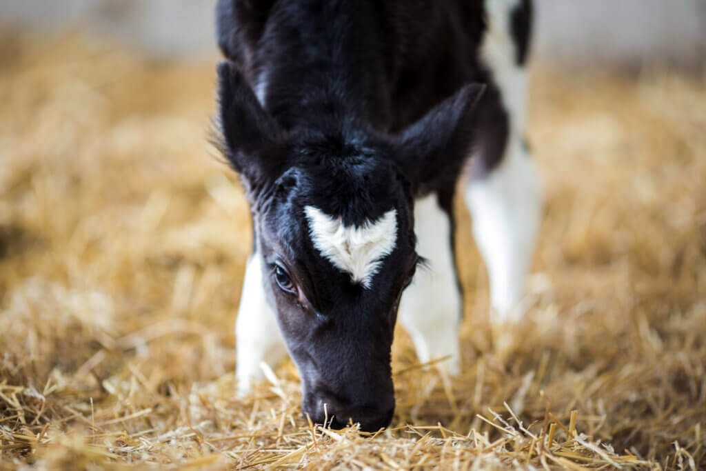 Holstein dairy calf sniffing straw in open pen